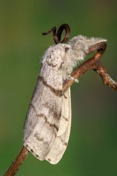 Erebidae Lymantriinae